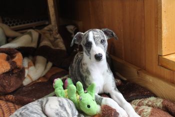 Adorable Kay...
