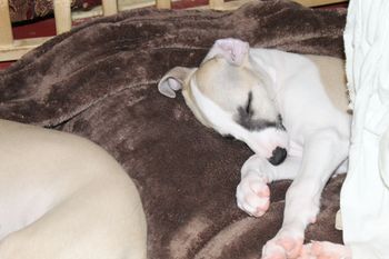 Hermes all tuckered out....
