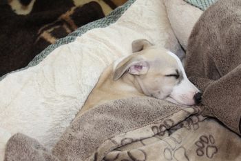 Awww,sleepy Hope
