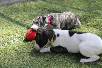 Kay and Roxie...
