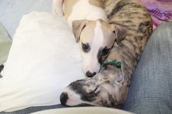 Hermes and IKE in my lap...
