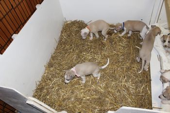 All the Babies use the Potty Box now!!
