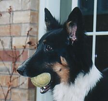 WILLOW
