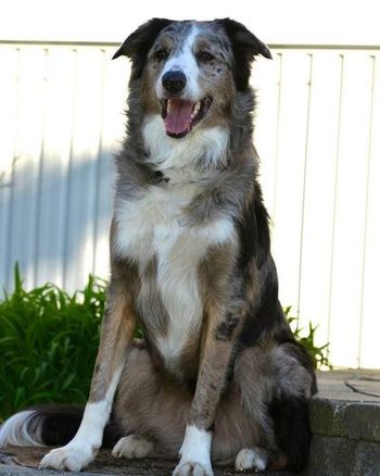 BODHI
