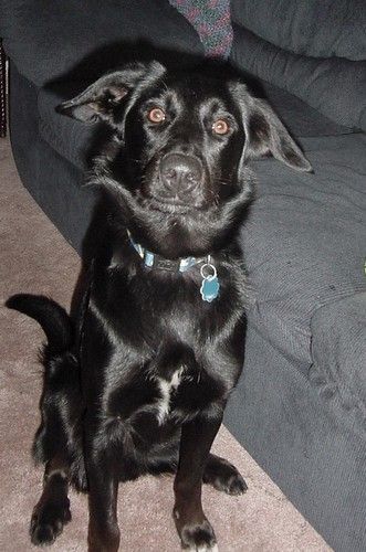 DOMINO
