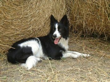 MAGGIE
