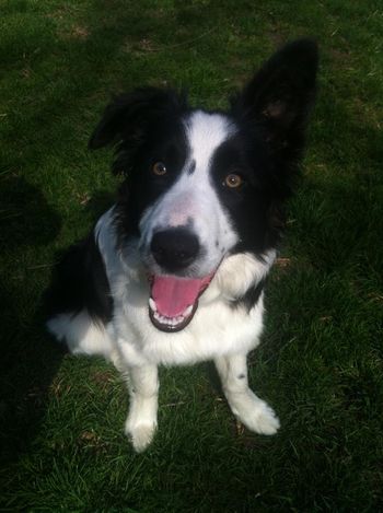 GERTIE
