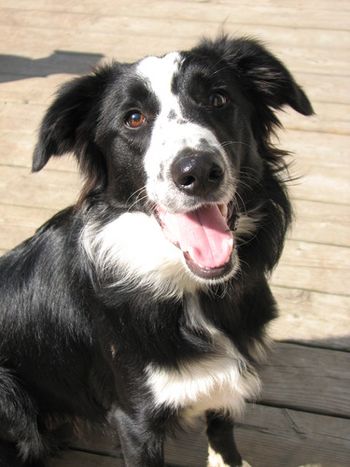 HUCKLEBERRY
