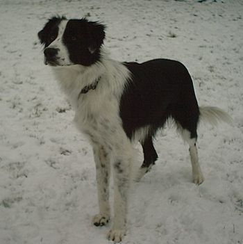 NOVA
