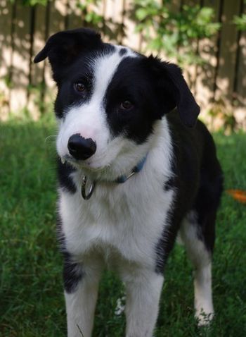MOWGALI aka AUSTIN
