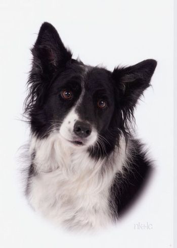 SASSIE
