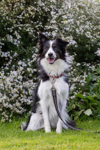 Piper
