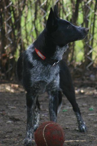 KIYA
