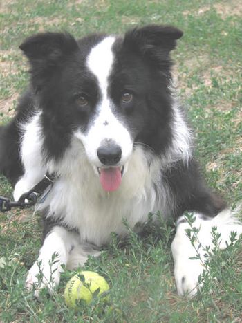 FRISBEE
