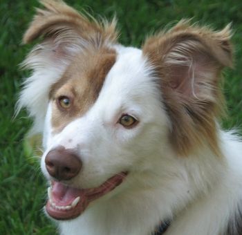 KODA

