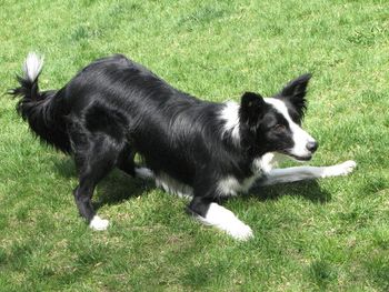 NELLIE
