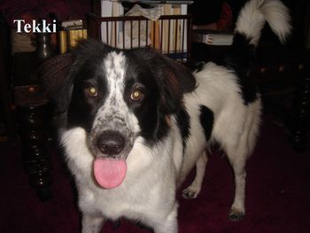 TIKKI
