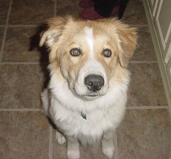KIMBER
