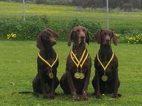 GSP Club Vic Obedience Trial 2013