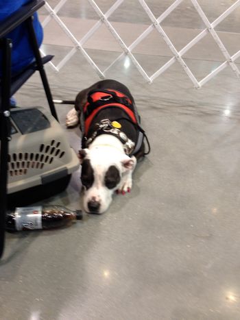SD Puddin' Head waiting and watching his owner!
