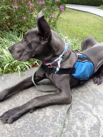 SD Khalessi in class and learning!
