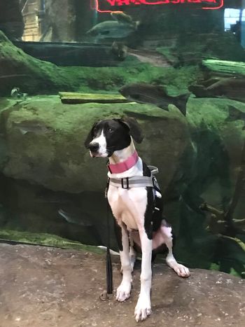 Keiko at the aquarium!
