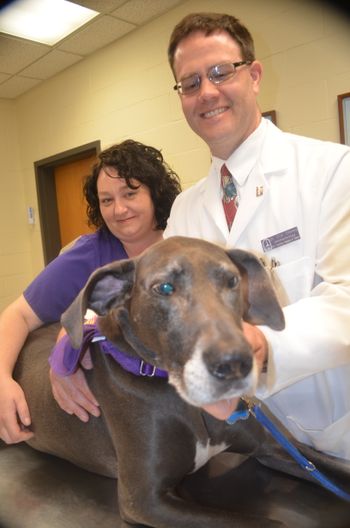 Indigeaux Fideaux getting her eyes checked out by the LSU Vet Med doc!
