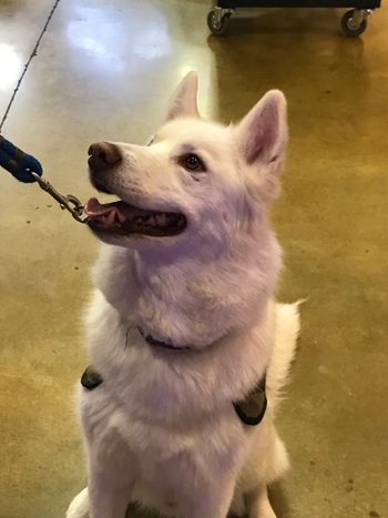 Rex paying attention to his owner!
