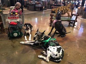 WAGS group event at Cabela's!
(Left to Right: Keiko, Enigma, and Khalessi)

