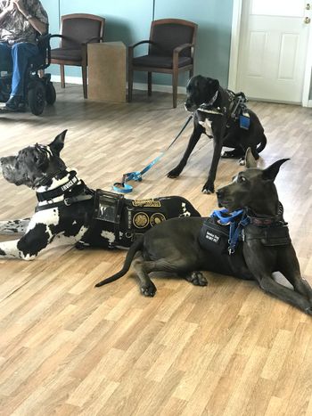 SD's in the classroom!
(Left to Right: Enigma, Clauetile, Khalessi)

