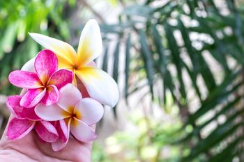 Plumeria

