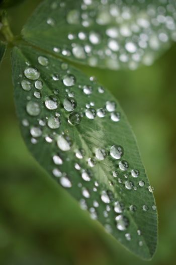 Kona Rain
