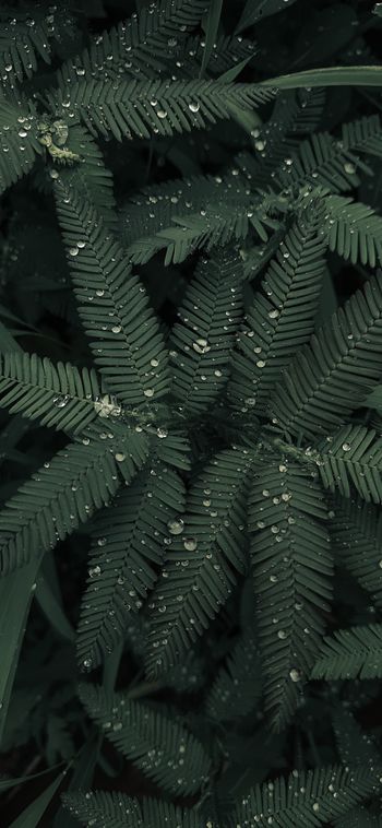 Kona Rain

