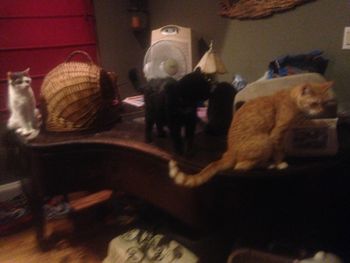 Cats On The Piano
