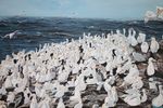 Gannets Getting Their Fill of Life on the Rocks 