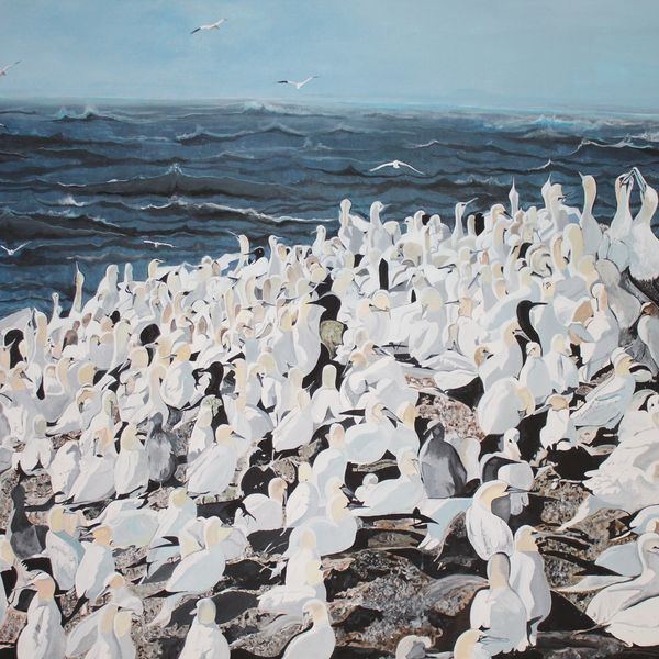 Gannets Getting Their Fill of Life on the Rocks 