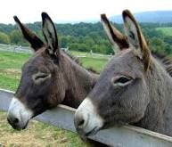 A Donkey & An Ass