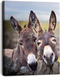 A Donkey & An Ass
