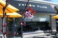 Yellow Plum