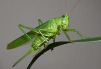Grasshopper Wayne with Rosko