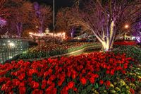 Tulips After Dark