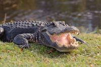 Alligator Beach