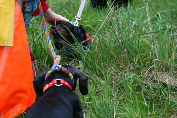 sniffing for rabbits!
