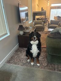 House sitting/dog sitting in Kansas City