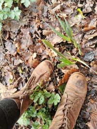 Wild Edible and Medicinal Plant Walk