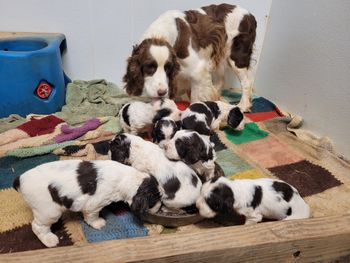 Waterworks Springers