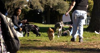 Cute dogs in the Park.
