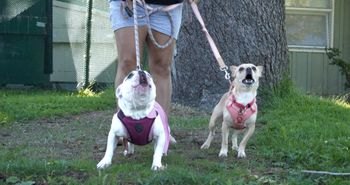 Double Bark!
