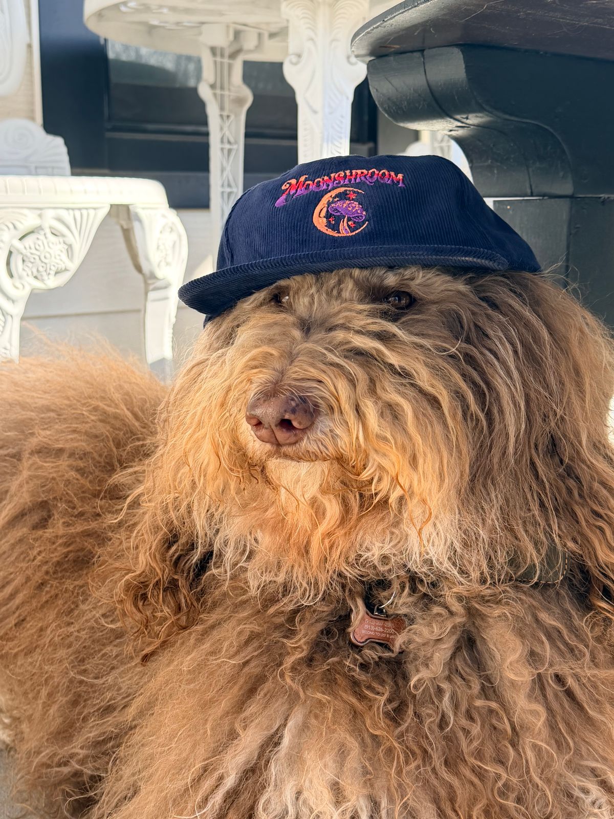 MoonShroom Corduroy Hat 