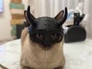 Aristocratic Feather Hats for Cats